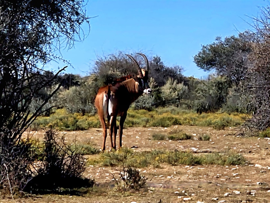 4 Bedroom Property for Sale in Kimberley Rural Northern Cape
